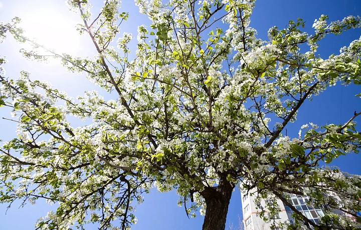 Похолодание вновь придет в Тульскую область к следующим майским праздникам