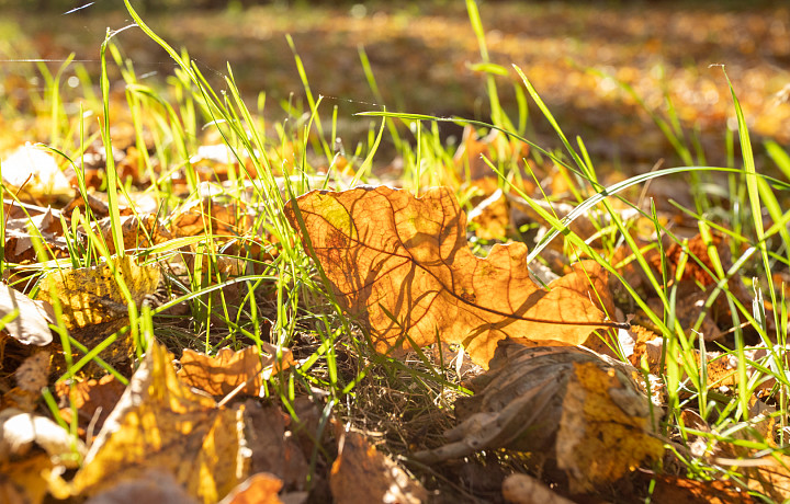 Бабье лето придет в Тульскую область в первые недели октября