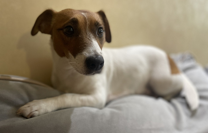 «Росгосстрах» начал продажи цифровых продуктов СК «Пульс» на своем сайте