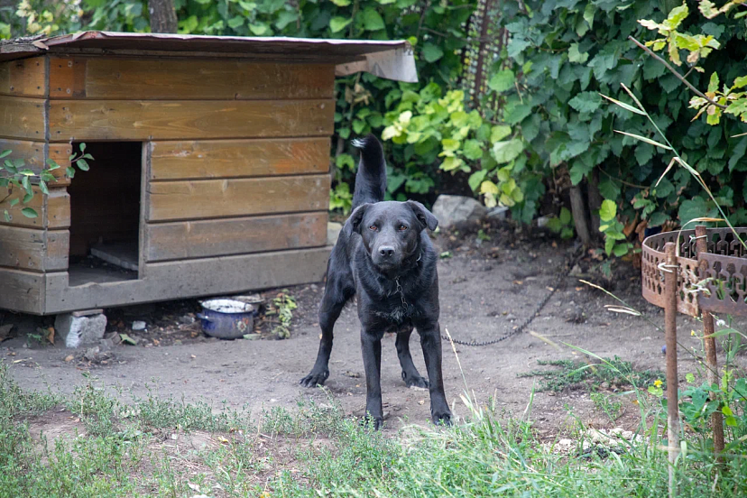 Депутат Госдумы призвал ввести обязательный экзамен для владельцев опасных пород собак | ТСН24