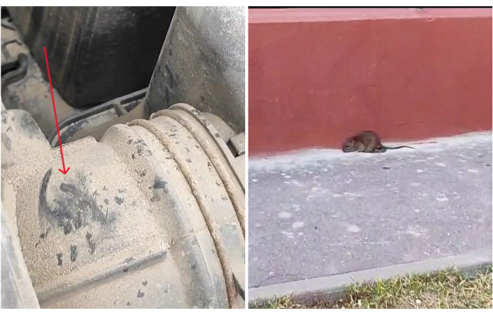 Туляки жалуются на крыс во дворах и подъездах: кто и когда должен проводить дератизацию