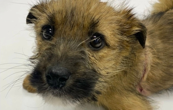 В Узловой Тульской области нашли щенка с порезами по всему телу