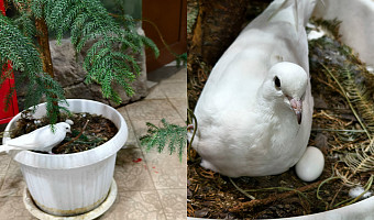 Неопытная горлица из Тульского экзотариума снесла яйцо в цветочном горшке