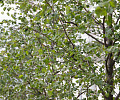 Осень близко: В Туле начали желтеть деревья – фоторепортаж