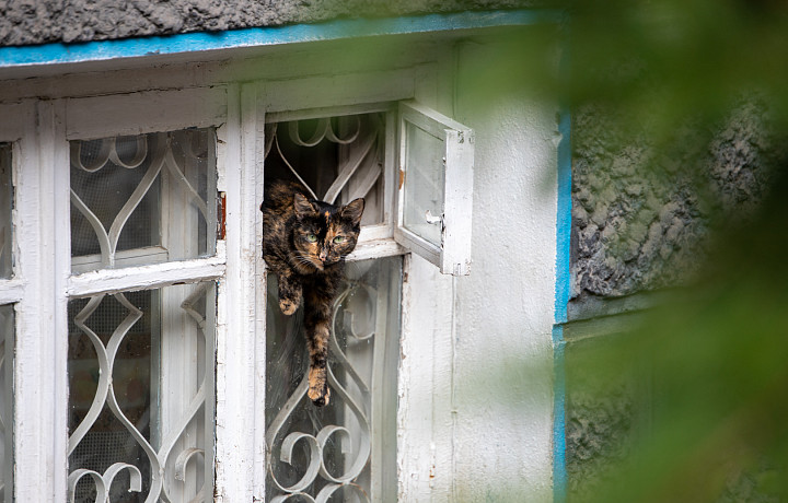 Исследование: У 70% российских семей живут кошки