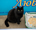 Вестники неудачи или пушистые милашки: тульские черные кошки ищут своих хозяев