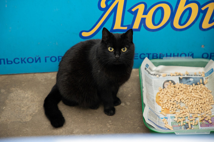 Вестники неудачи или пушистые милашки: тульские черные кошки ищут своих хозяев