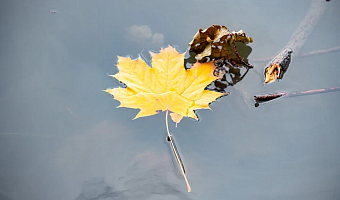 «Аномальное тепло и дожди»: синоптик Ильин рассказал, какая погода ждет туляков в выходные