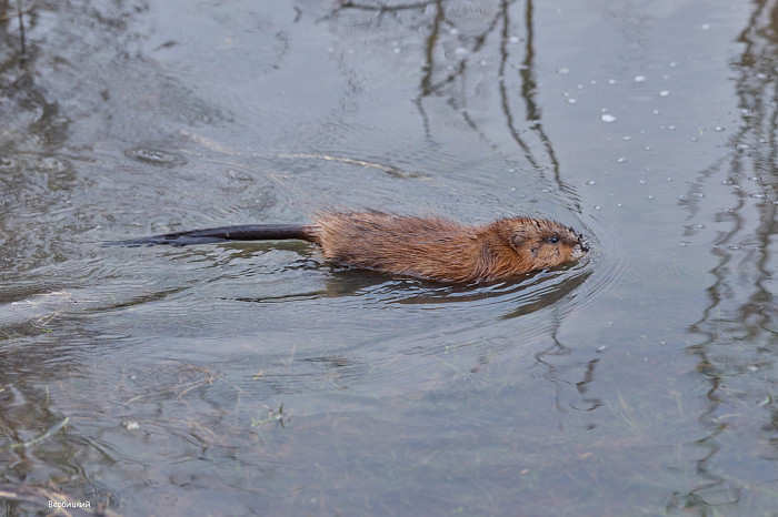 Разлив Упы 2026: фотолетопись Петра Вербицкого