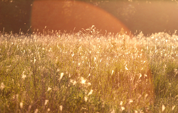 В Белевском районе появится особо охраняемая природная территория «Клюква»