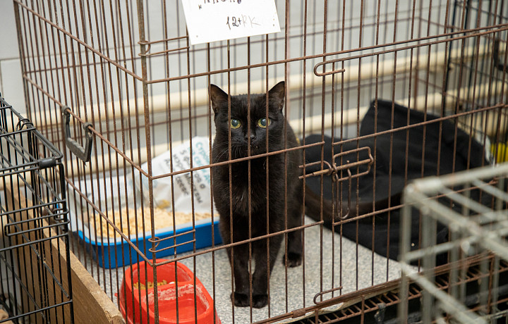 За год жители Тулы и области стали на 9,5% больше тратить на ветеринарные услуги