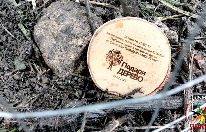 Фанаты тульского певца SHAMANа высадили в честь певца ели в Новомосковске