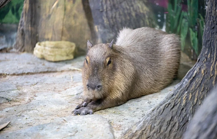 Самое читаемое на ТСН24: можно ли завести дома капибару и опасна ли она для человека
