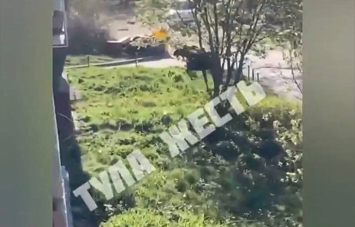 В Туле на улице Токарева жители заметили лося