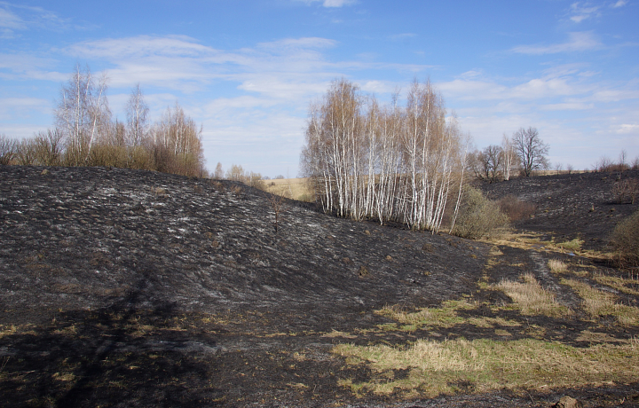 Место произрастания краснокнижного растения выгорело в Тульской области из-за пала травы