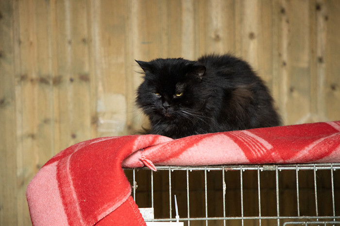 Вестники неудачи или пушистые милашки: тульские черные кошки ищут своих хозяев