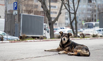 Почти 1 400 жителей Тульской области пострадали от укусов собак с начала года