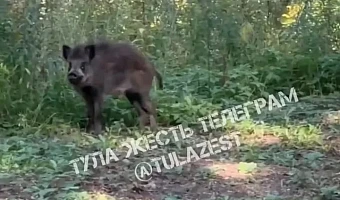 В Туле поймали кабана, гулявшего в Платоновском парке