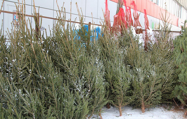 20 декабря в Туле откроются елочные базары