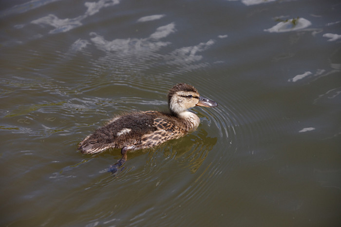В жару вода манит: как туляки спасаются от палящего солнца – фоторепортаж
