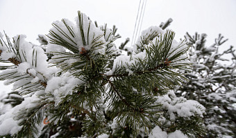 В Тульскую область придут 12-градусные морозы на ближайших выходных