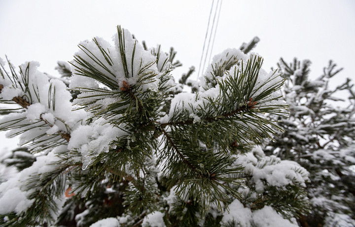 В Тульскую область придут 12-градусные морозы на ближайших выходных