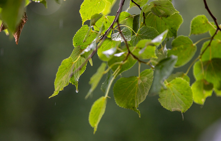 Синоптики рассказали о погоде в Тульской области на выходных, 22 и 23 июня
