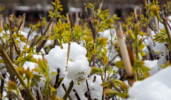 До +7 градусов и облачно с прояснениями: какая погода будет в Туле 11 марта