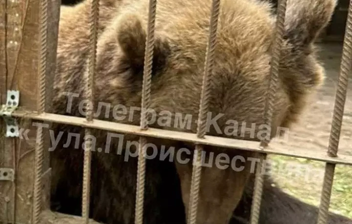 ﻿На зооферме под Алексином, где медведь напал на посетителей, не проводили осмотры и вакцинацию животных