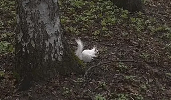 В тульском парке Белоусова заметили белок с редкой генетической мутацией