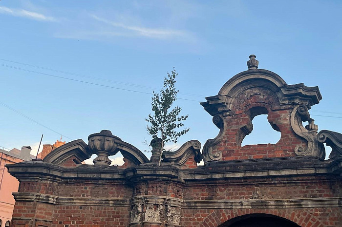 Эксперт рассказал, чем опасны березы, растущие на крыше