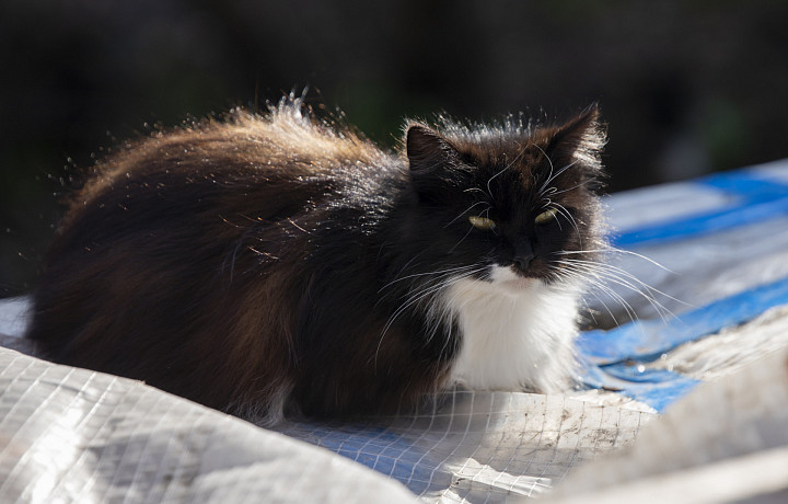 В приют для животных и веткабинет в Ефремове бесплатно передано 120 доз вакцины для профилактики заболеваний кошек