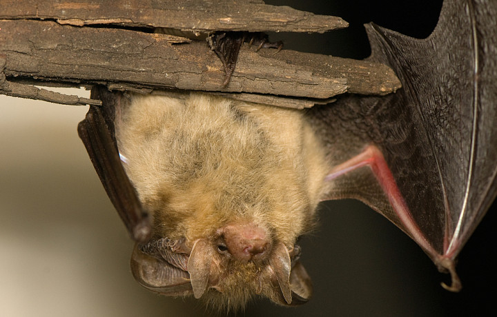 В Тульской области продолжается «сезон» летучих мышей