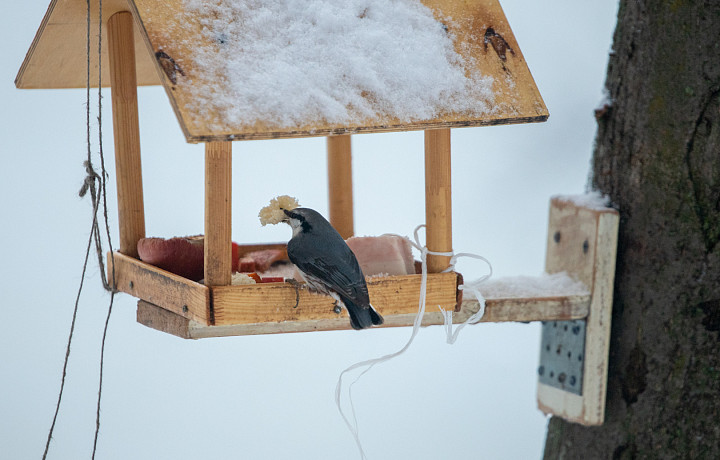 10 января: какой сегодня праздник, этот день в истории России и Тульской области