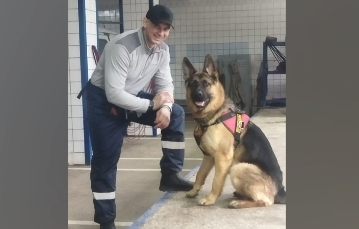 Ряды тульского отряда «ЛизаАлерт» пополнила немецкая овчарка Якут
