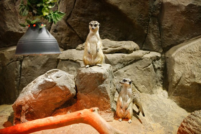 «Сурикаты агрессивно относятся к чужакам»: стоит ли заводить таких питомцев в доме