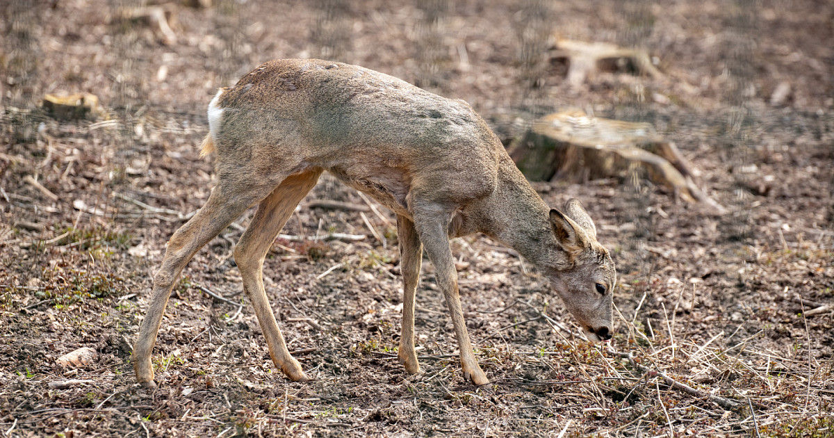 Животные ресурсы хабаровского края. Лосиный остров животные. Мадагаскарский лемур. Где можно встретить животных. Где можно встретить животных.