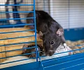 Они любят людей и поддаются дрессировке: правда о декоративных крысах