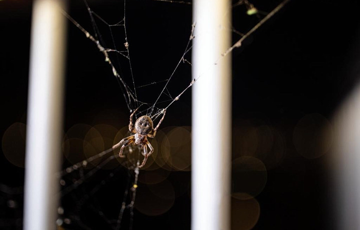 Туляки обнаружили на набережной крупного паука