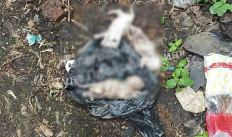В Баташевском саду в Туле нашли пакет с трупами котят