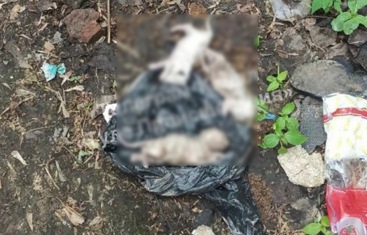 В Баташевском саду в Туле нашли пакет с трупами котят