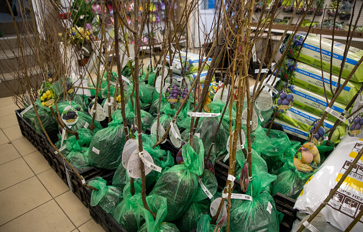 Тульский садовод Ульянова рассказала, что можно сажать уже сейчас