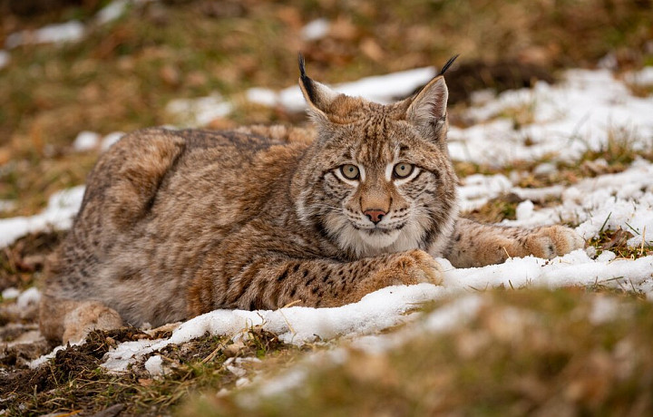 Волки ушли, рыси пришли: как в Тульской области проходил зимний учет диких животных