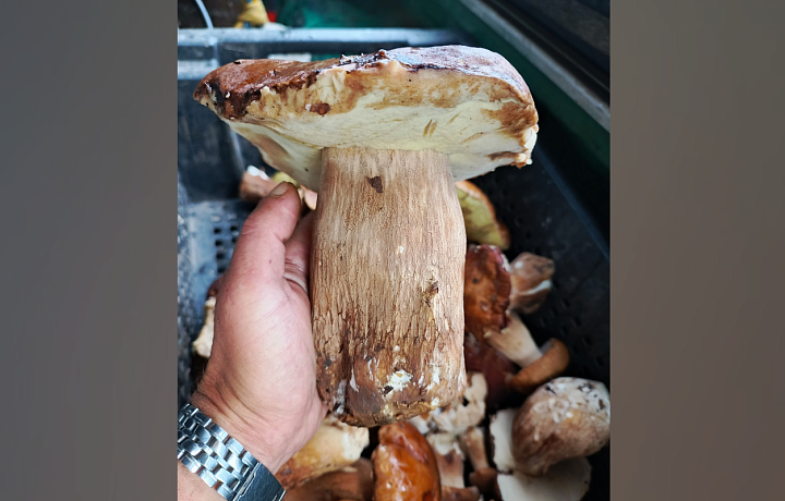 Туляк похвастался найденными грибами, которые еле умещаются в руке