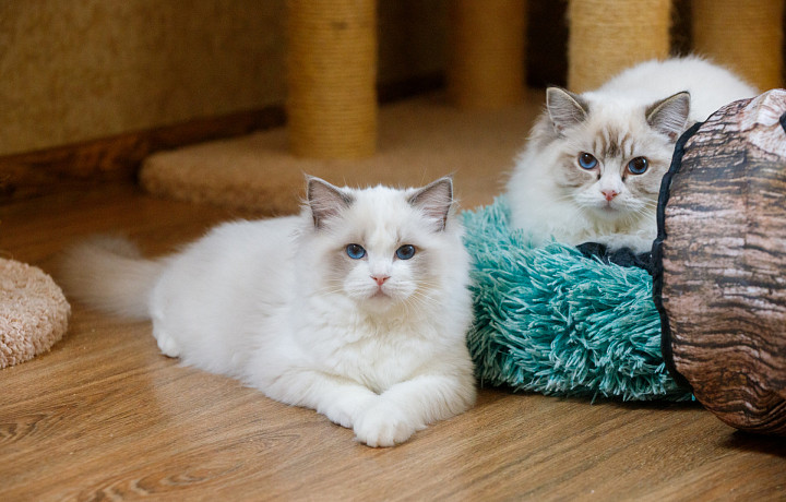 Кот-ковбой и пес-петух: какие «дикие» костюмы для домашних животных могут купить туляки на маркетплейсах