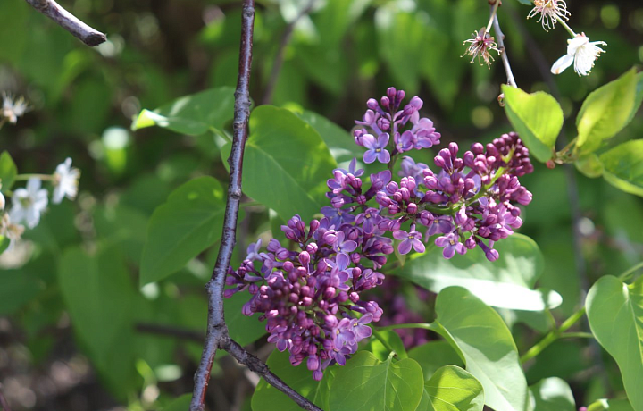 В Туле раньше срока расцвела сирень