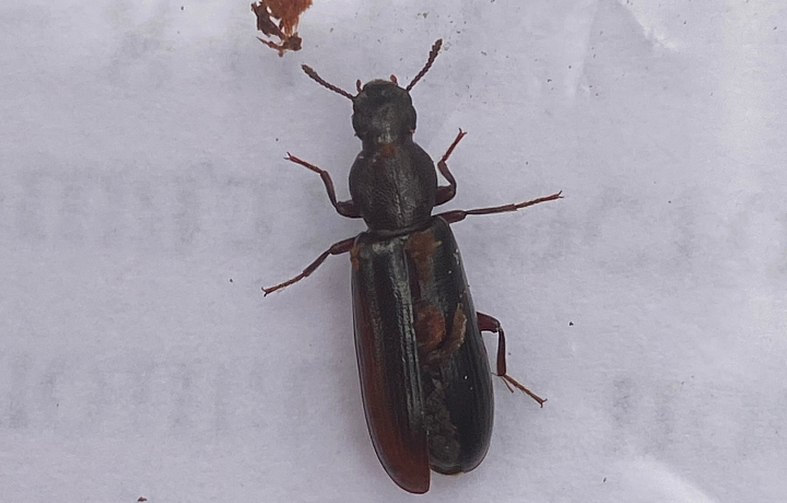 В Тульской области нашли редкий вид жука