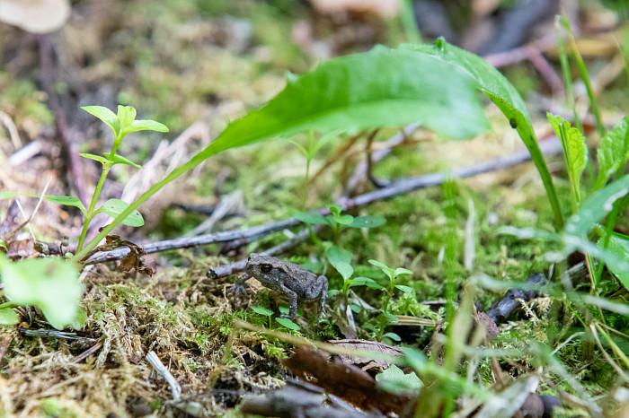 Фоторепортаж из Тесницого леса: как выглядит расстрельный полигон под Тулой