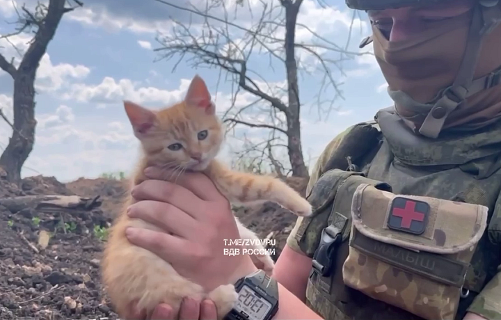 Рыжий котенок Гоша поднимает боевой дух тульских десантников на фронте в зоне СВО