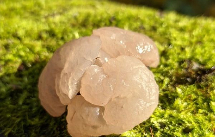 Дрожалка мозговая: в Тульской области обнаружен необычный гриб